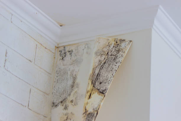 Best Commercial Mold Inspection  in Zapata, TX